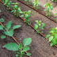 1/4" Drip Irrigation Tubing for Vegetation, Window Boxes and Garden
