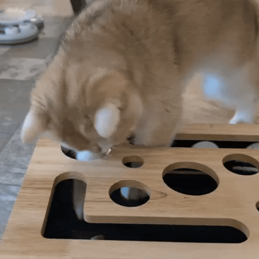 Cat Toys for Indoor Cat Nail File Box with Interactive