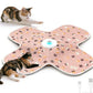 Interactive Cat Toys for Indoor