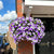 🔥UV Resistant Artificial Petunias Flowers